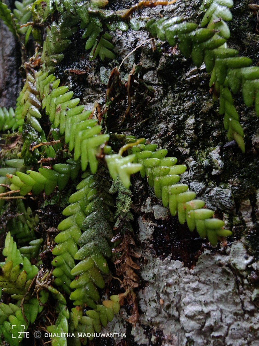 Podochilus saxatilis Lindl.